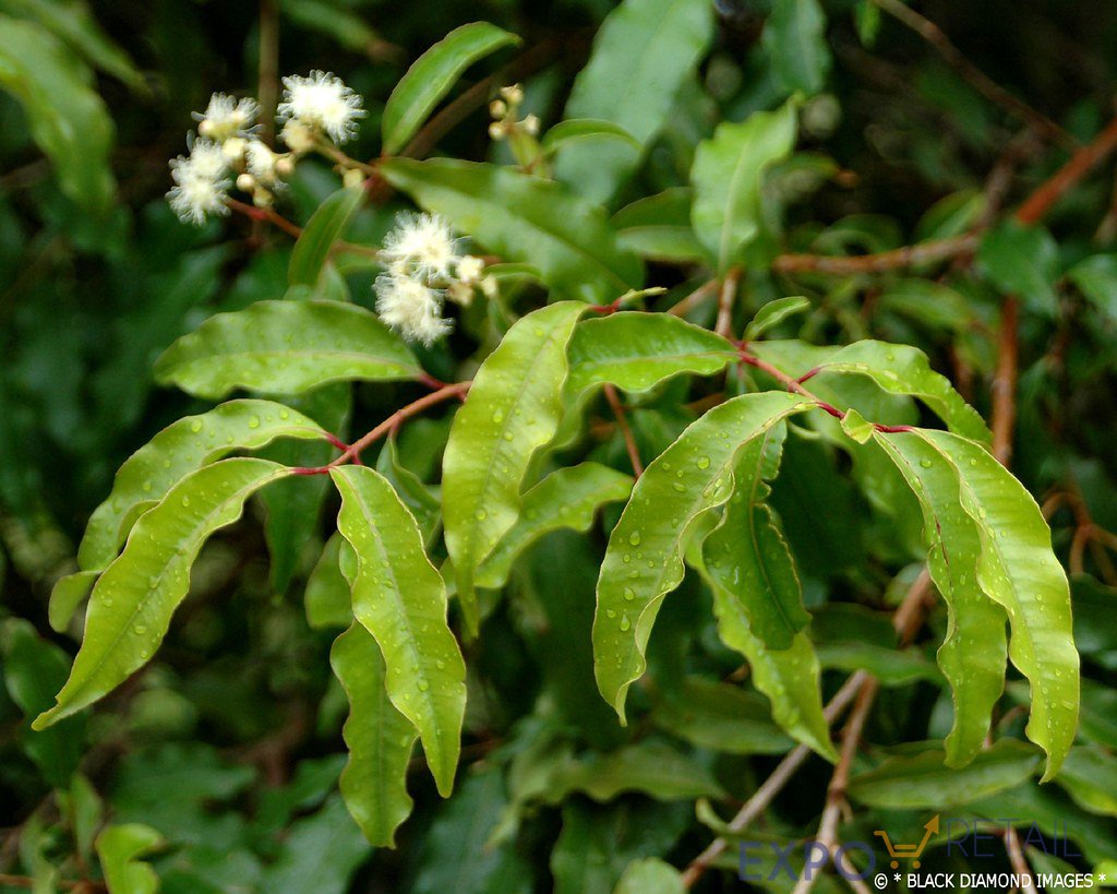 Чайное дерево форум. Чайное дерево миртовые. Австралийское чайное дерево. Сизигиум малабарский. Melaleuca thymifolia.